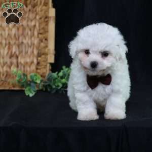 Nicky (Tiny), Bichon Frise Puppy